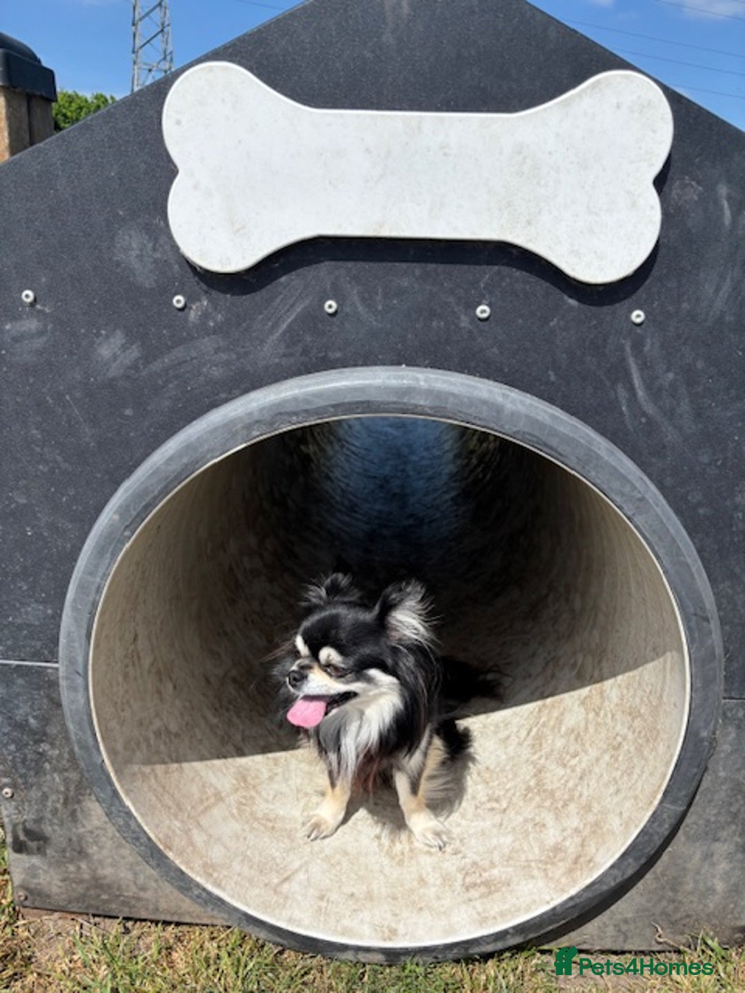 Chihuahua dogs for stud: Long Haired Black and Tan Chihuahua For Stud - Image 5