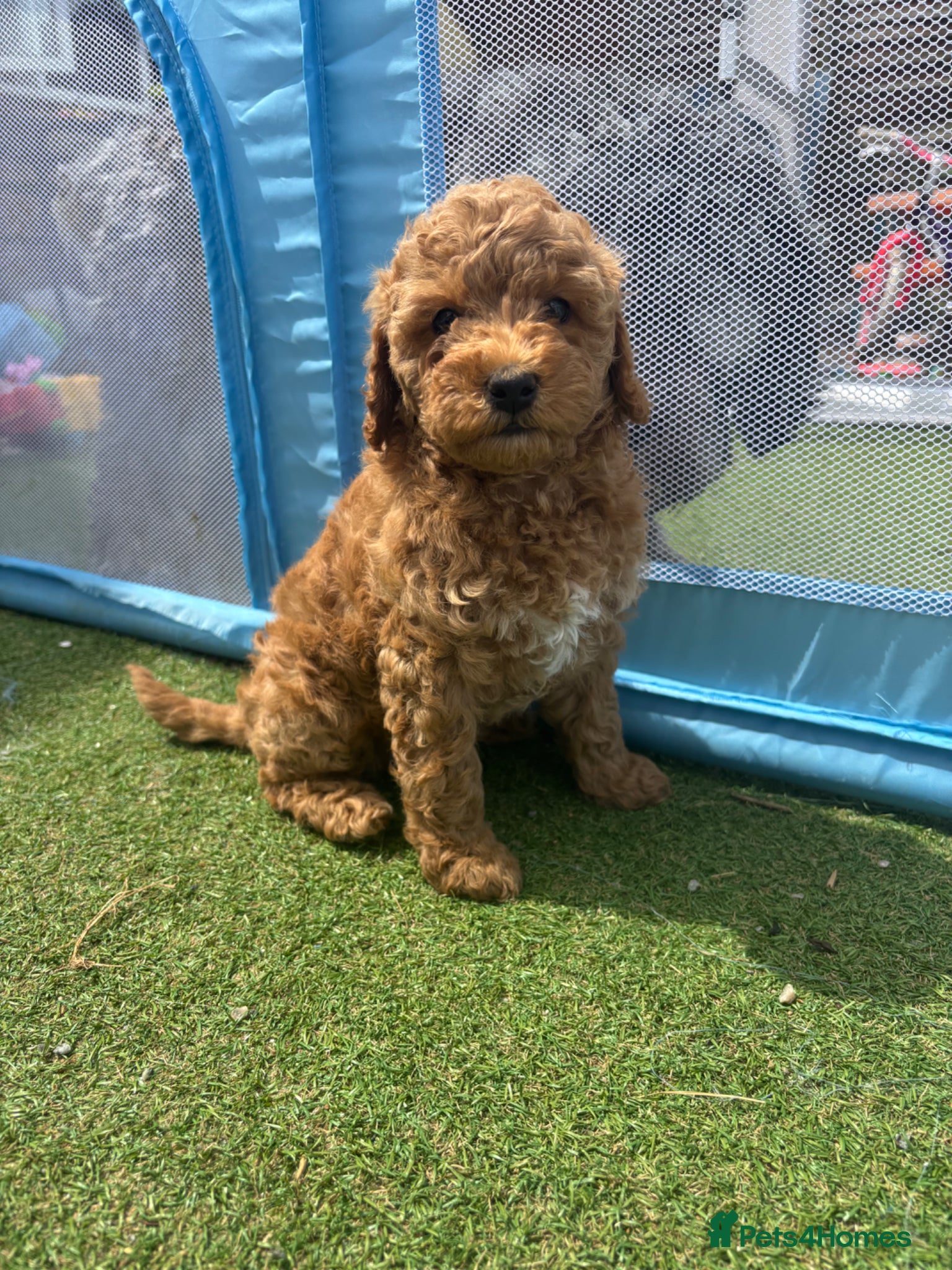 Cavapoo dogs Cavapoo - Advert 12