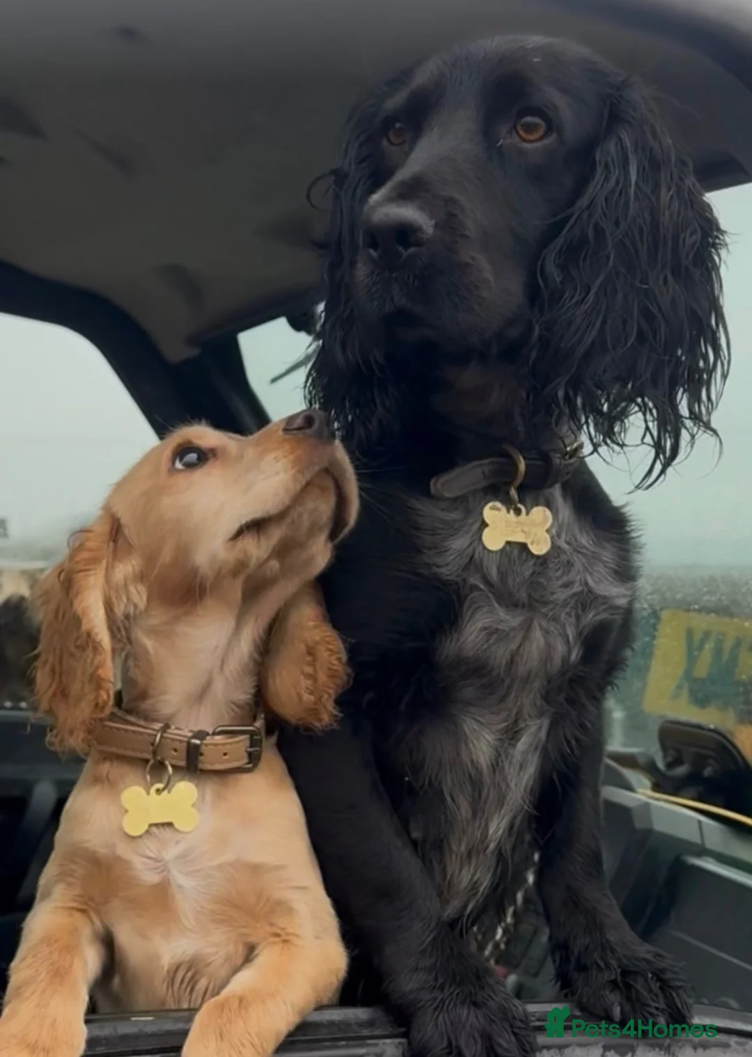Cocker Spaniel dogs for sale: Working Cocker Spaniel in Saffron Walden - Advert 2