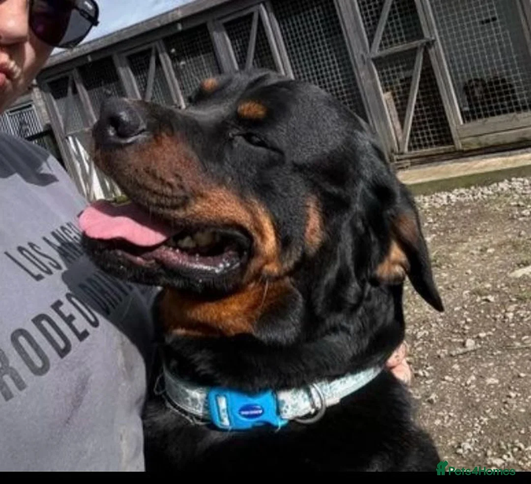 Rottweiler dogs for stud: KC REGISTERED ROTTWEILER in Worcester - Advert 3