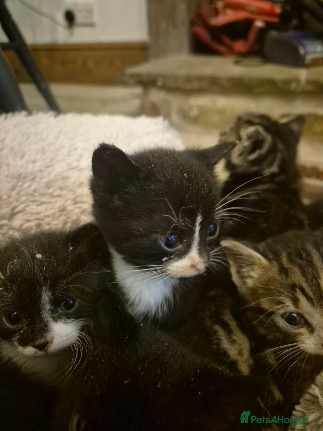 Mixed Breed cats for sale: Beautiful Kittens looking for forever homes  - Image 10
