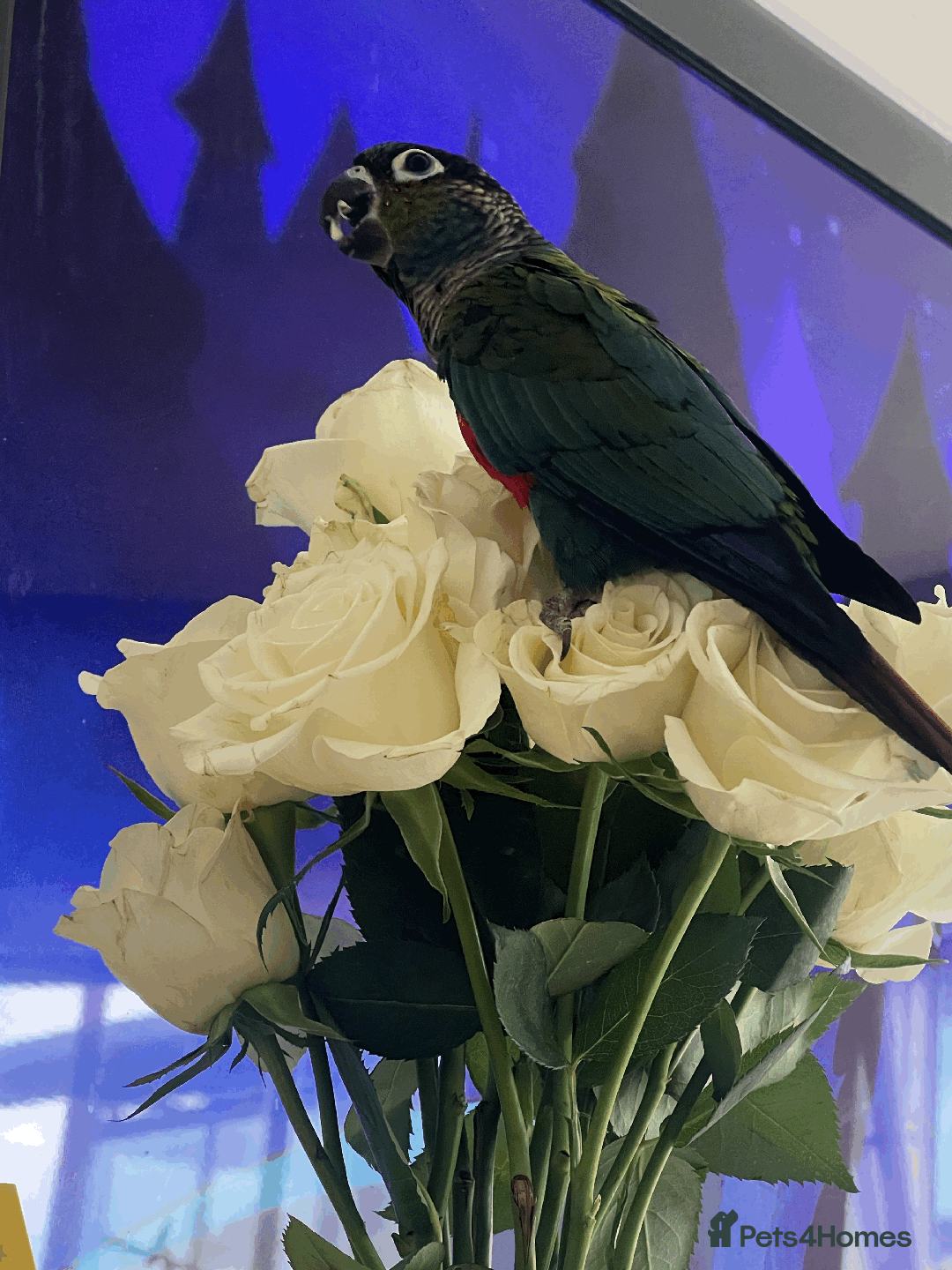Conures birds for sale: Crimson-Bellied Green Cheek Conure - Image 3