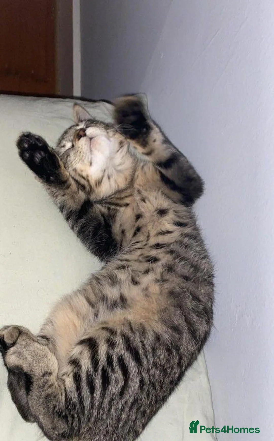 Mixed Breed cats for sale: Friendly kitten in London - Advert 3