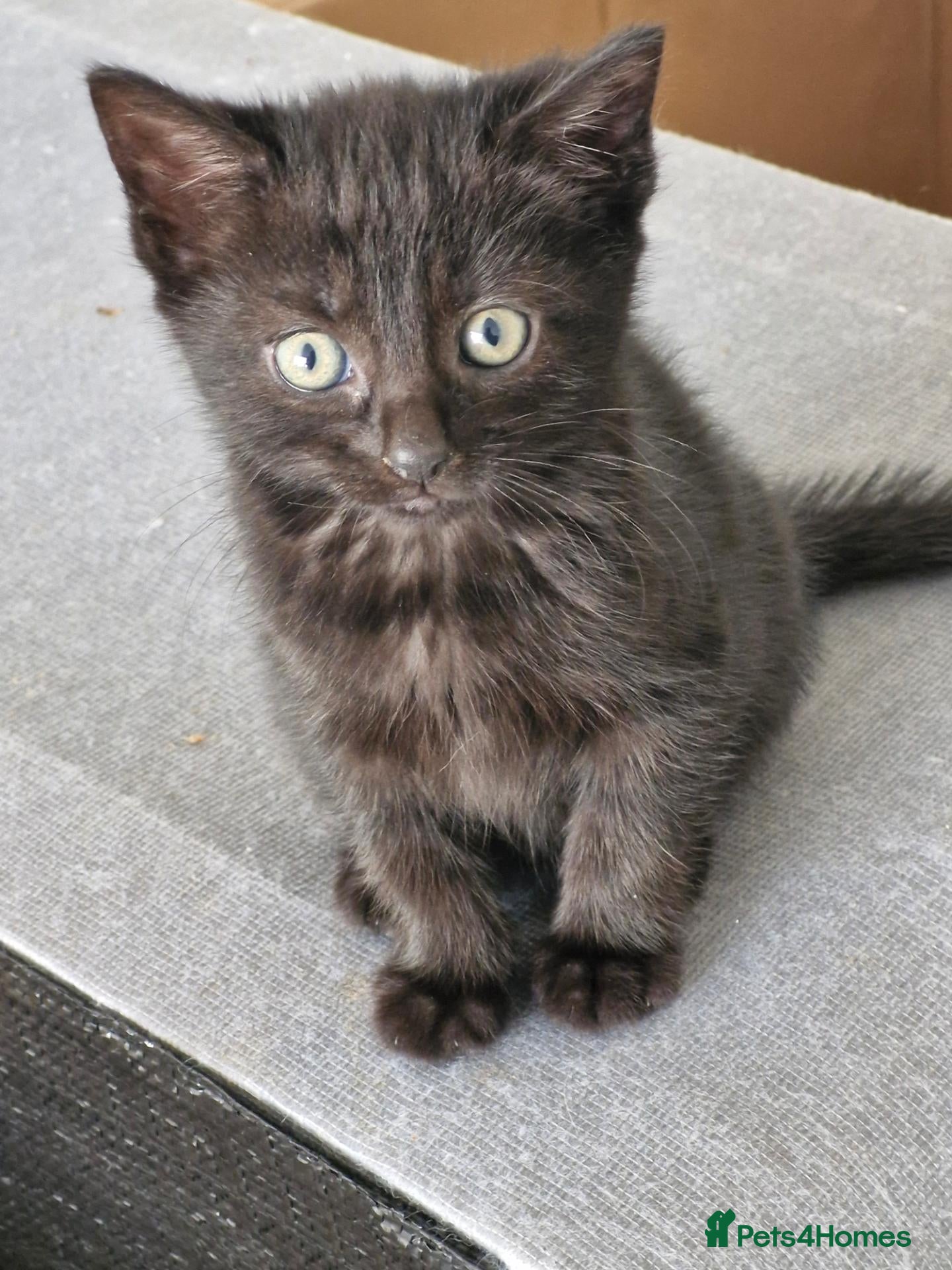 Mixed Breed cats Bengal Cross Kittens (Last 2 remaining!) - Advert 4