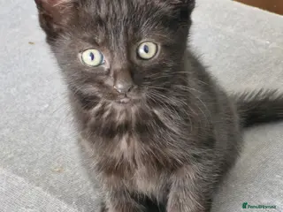 Mixed Breed cats Bengal Cross Kittens (Last 2 remaining!) - Advert 4