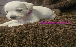 Miniature Schnauzer dogs for sale: Adorable white schnauzer puppies- ready soon! - Image 29