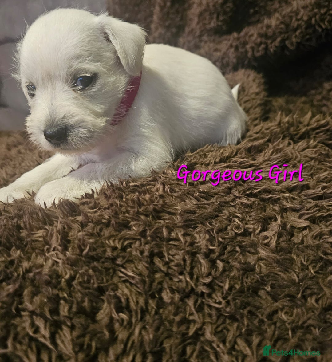 Miniature Schnauzer dogs for sale: Adorable white schnauzer puppies- ready soon! - Image 29