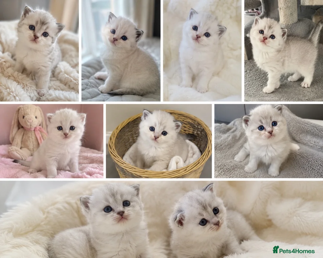 Mixed Breed cats for sale: 2 Beautiful Female Silver Shaded Kittens in Banbury - Advert 2