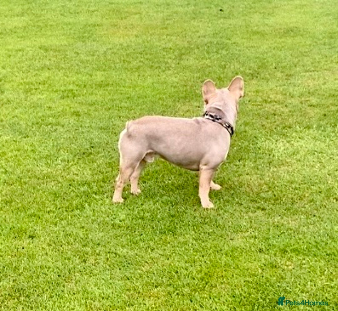 French Bulldog dogs for stud: Now FBCE GOLD! x OFFER- Fertility package inc in Matlock - Image 28