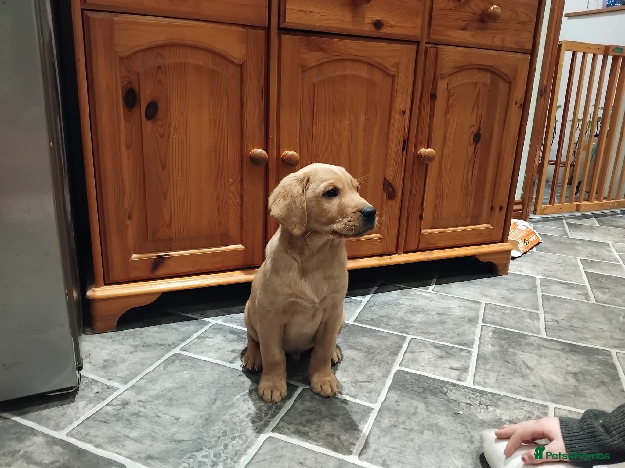 Labrador Retriever dogs KC Labrador puppies 5weeks old 3 boys  - Advert 10