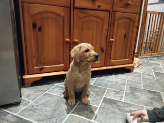 Labrador Retriever dogs KC Labrador puppies 5weeks old 3 boys - Advert 6