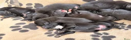Mixed Breed dogs for sale: Labernard Puppies - Advert 6
