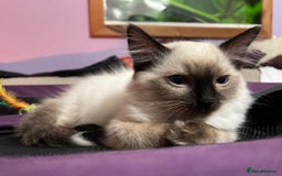 Ragdoll cats for sale: Exquisite 6th Gen*  PUREBREED Ragdoll Kittens - Image 10