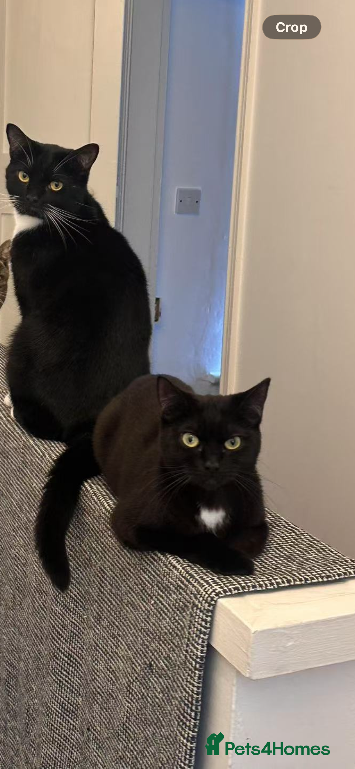 Domestic Shorthair cats Sweet Family of Three Cats Seeking a Caring Home - Advert 1