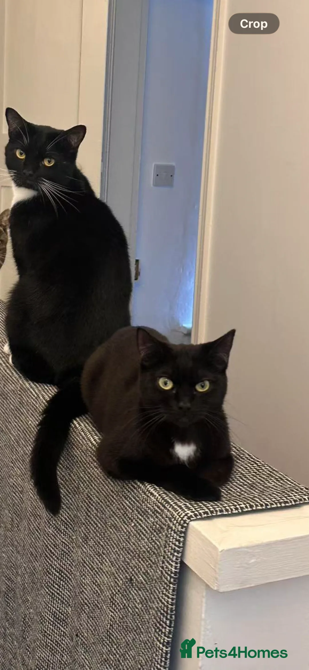 Domestic Shorthair cats for sale: Sweet Family of Three Cats Seeking a Caring Home - Advert 1