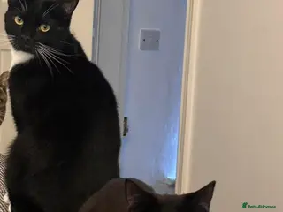 Domestic Shorthair cats Sweet Family of Three Cats Seeking a Caring Home - Advert 1