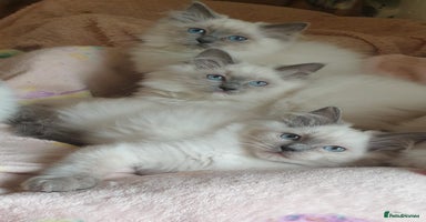 Ragdoll cats - Advert 13