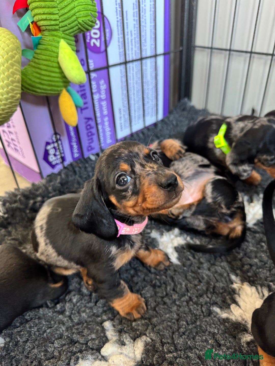 Miniature Dachshund dogs for sale: Miniature Dachshund puppies - Image 7