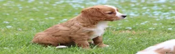 Cavapoo dogs for sale: Beautiful Cavapoo puppies for sale - Advert 23