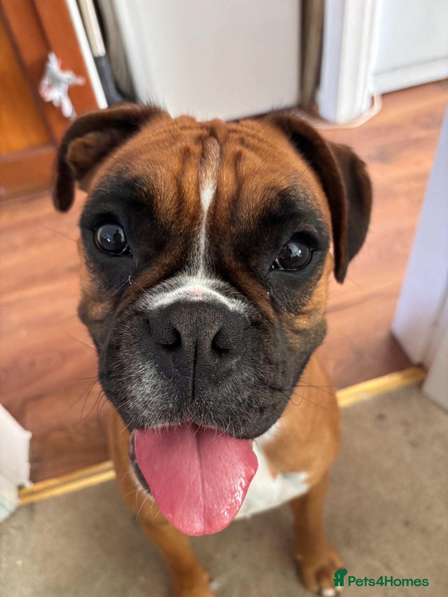 Boxer dogs Boxer Female  - Advert 5