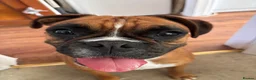 Boxer dogs for sale: Boxer Female  - Advert 1