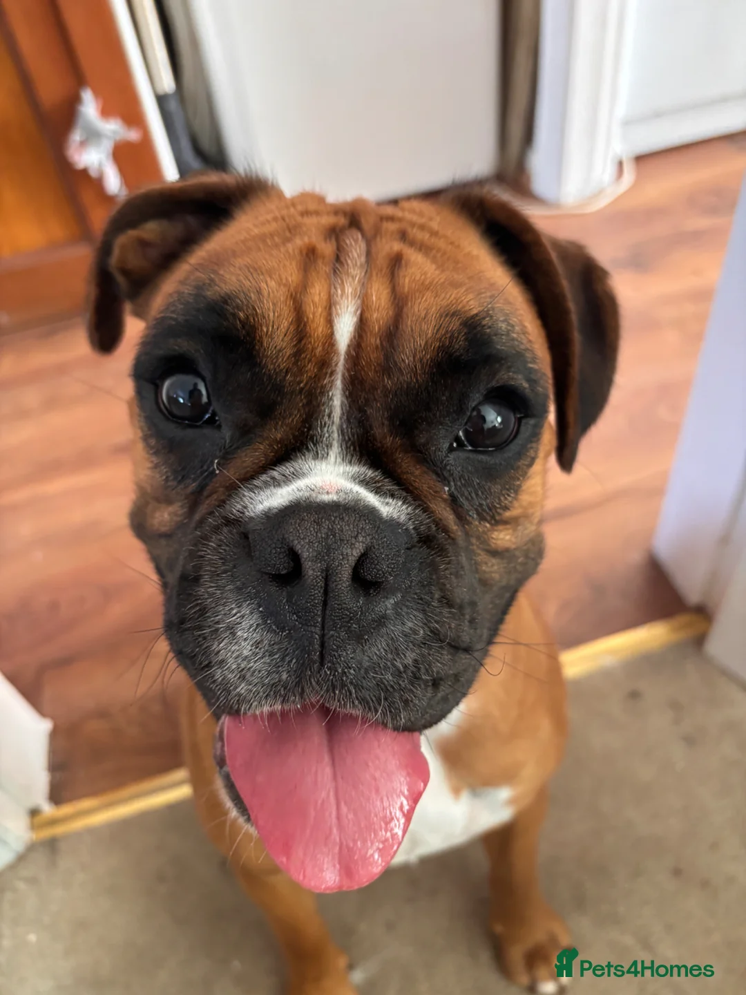 Boxer dogs for sale: Boxer Female  - Advert 1