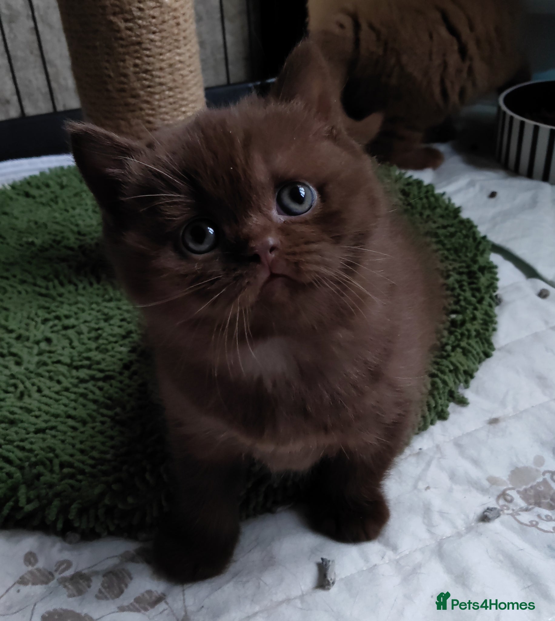British Shorthair cats Gorgeous chocolate pedigree GCCF reg BSH kittens. - Advert 4