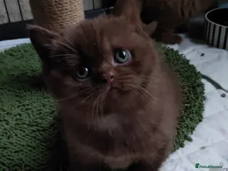British Shorthair cats Gorgeous chocolate pedigree GCCF reg BSH kittens. - Advert 12