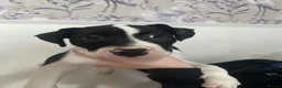 Mixed Breed dogs for sale: 10 week old pups  in Halifax - Advert 3