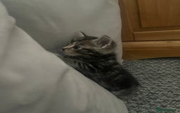 Abyssinian cats for sale: Tabby kittens  - Image 5