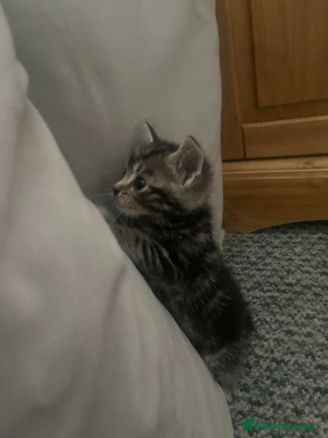 Abyssinian cats for sale: Tabby kittens  - Image 5