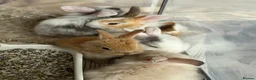 Mixed Breed rabbits for sale: Beautiful Baby Rabbits Ready for Loving Homes 🐰 - Advert 3