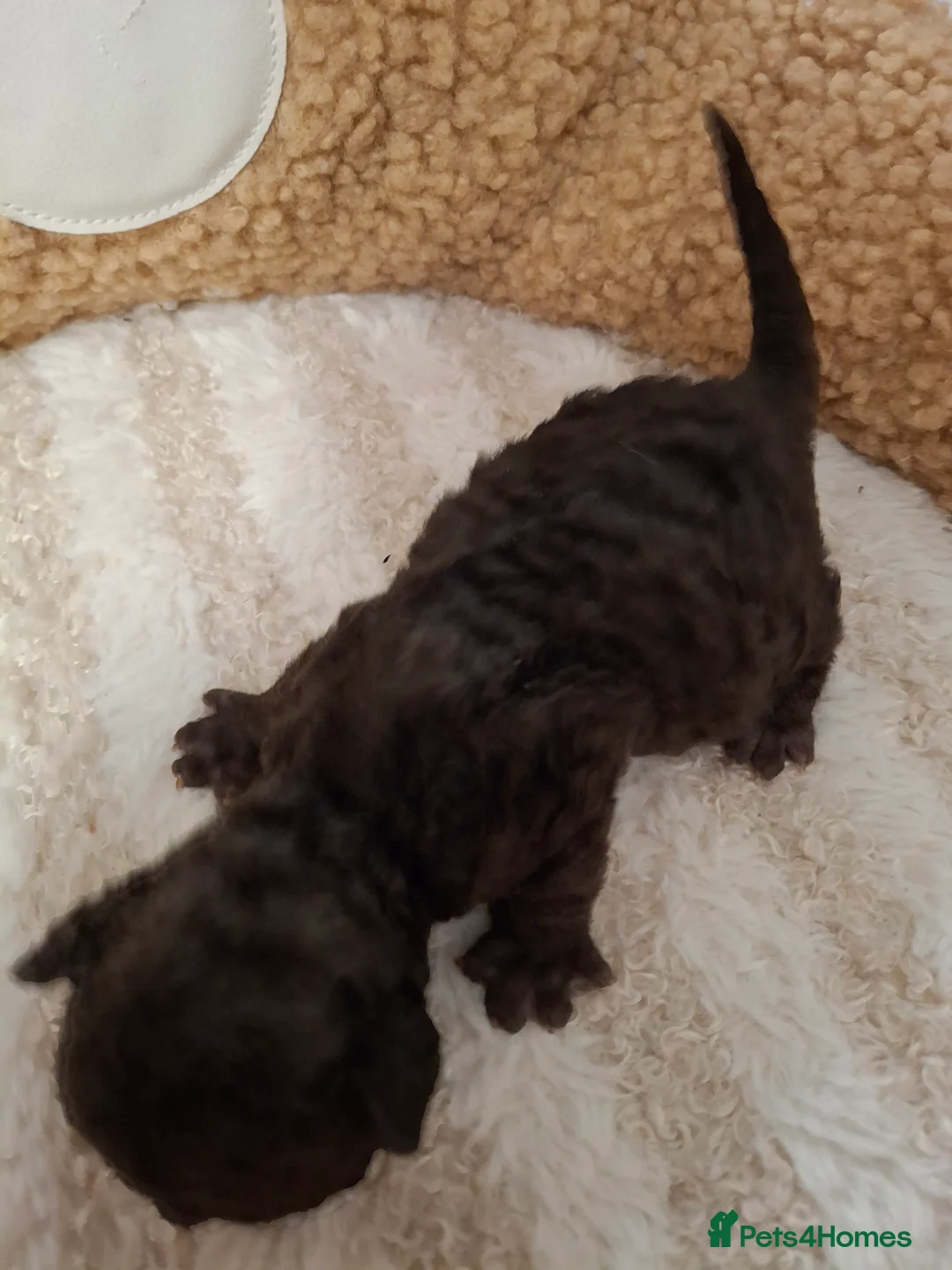 Devon Rex cats for sale: Gorgeous girls Devon FIFE registered - Advert 8