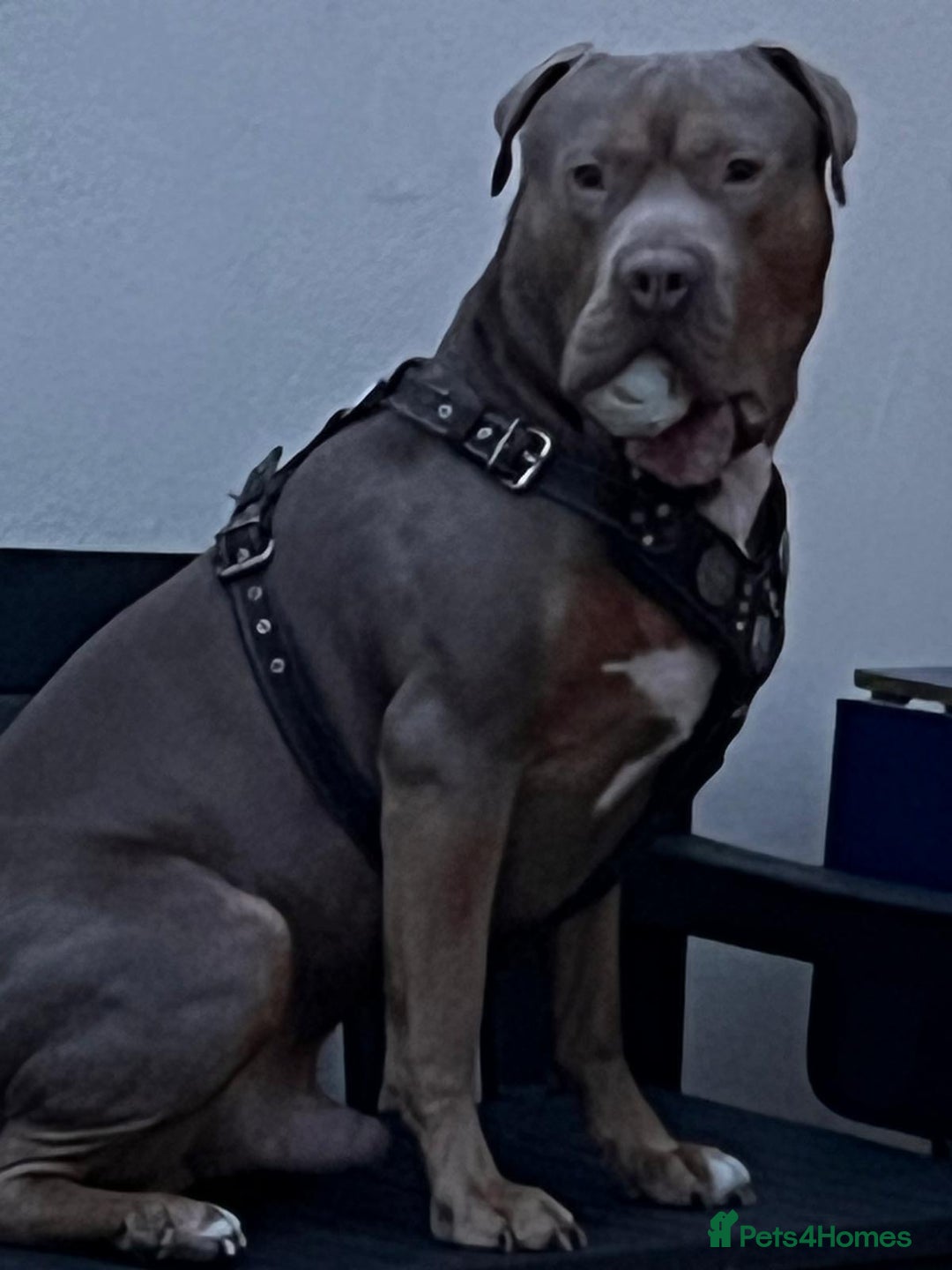 American Bully dogs for stud: Tyson  - Advert 3