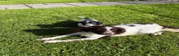Sproodle dogs for sale: Ready to leave stunning sproodles - Advert 7