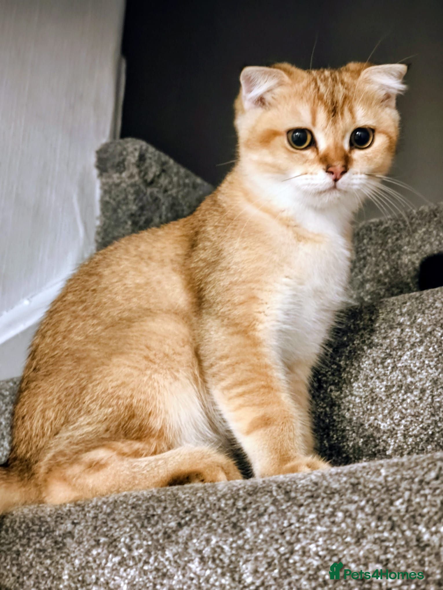 Scottish Fold cats Pedigree😻SF TICA registered😻kittens😻 - Advert 6