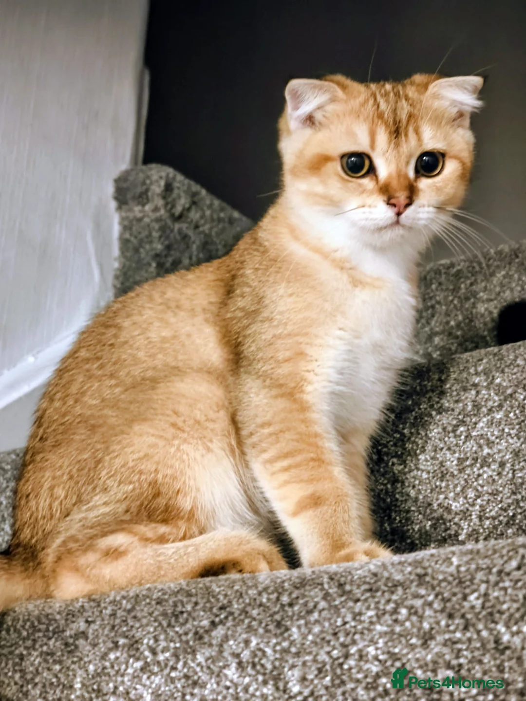 Scottish Fold cats for sale: Pedigree😻SF TICA registered😻kittens😻 - Advert 2