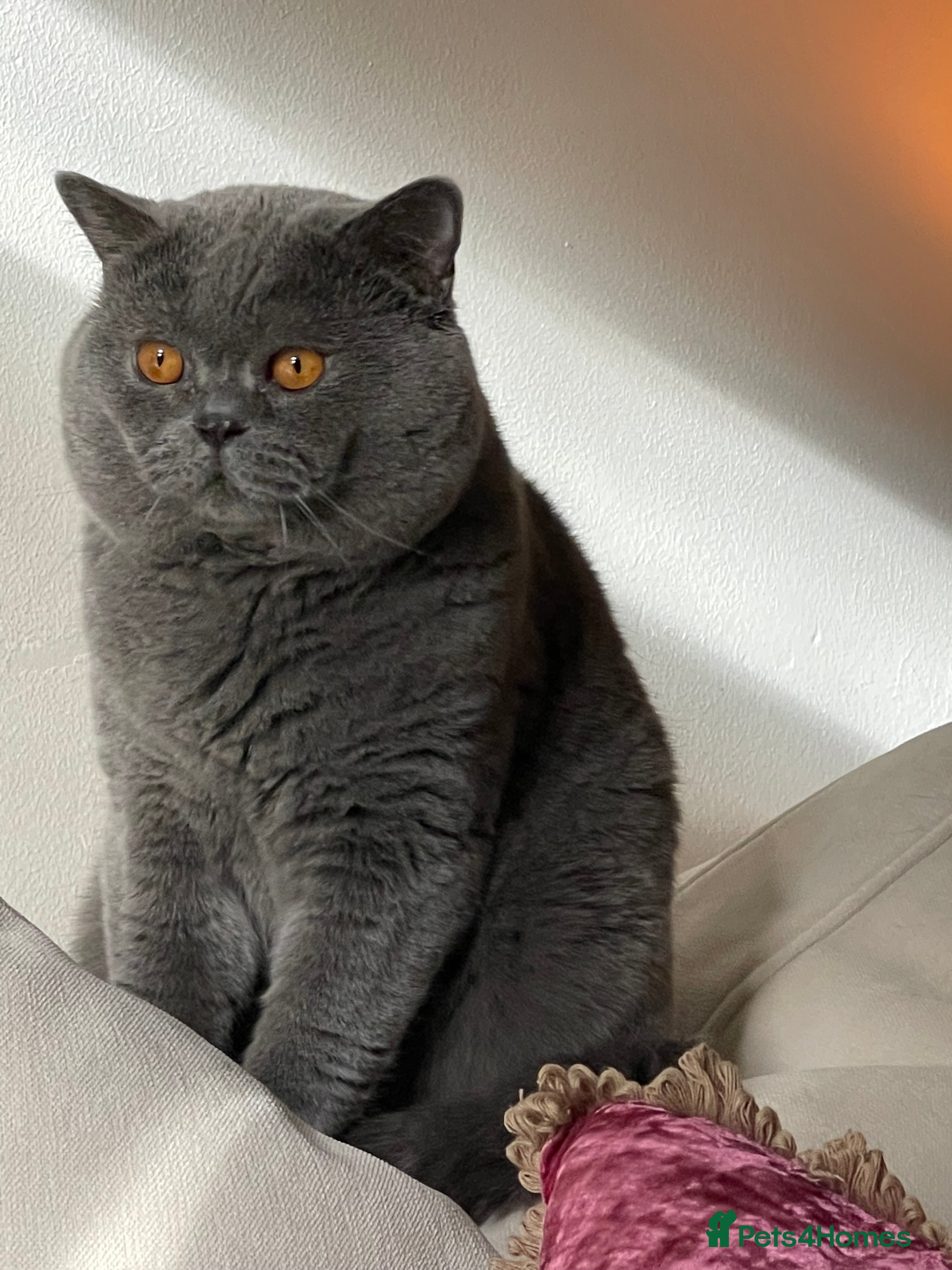 British Shorthair cats Stunning British Shorthair Pedigree KittenMale - Advert 17