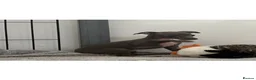 Italian Greyhound dogs for sale: BEAUTIFUL ITALIAN GREYHOUND PUPPIES  - Advert 13
