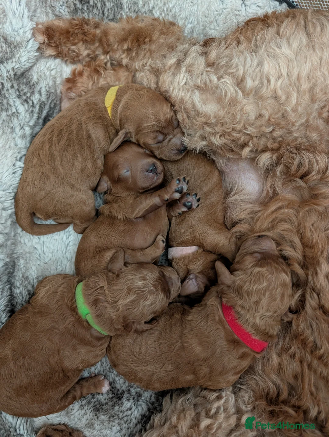 Cavapoo dogs for sale: Cavapoo puppies F1b  - Advert 14