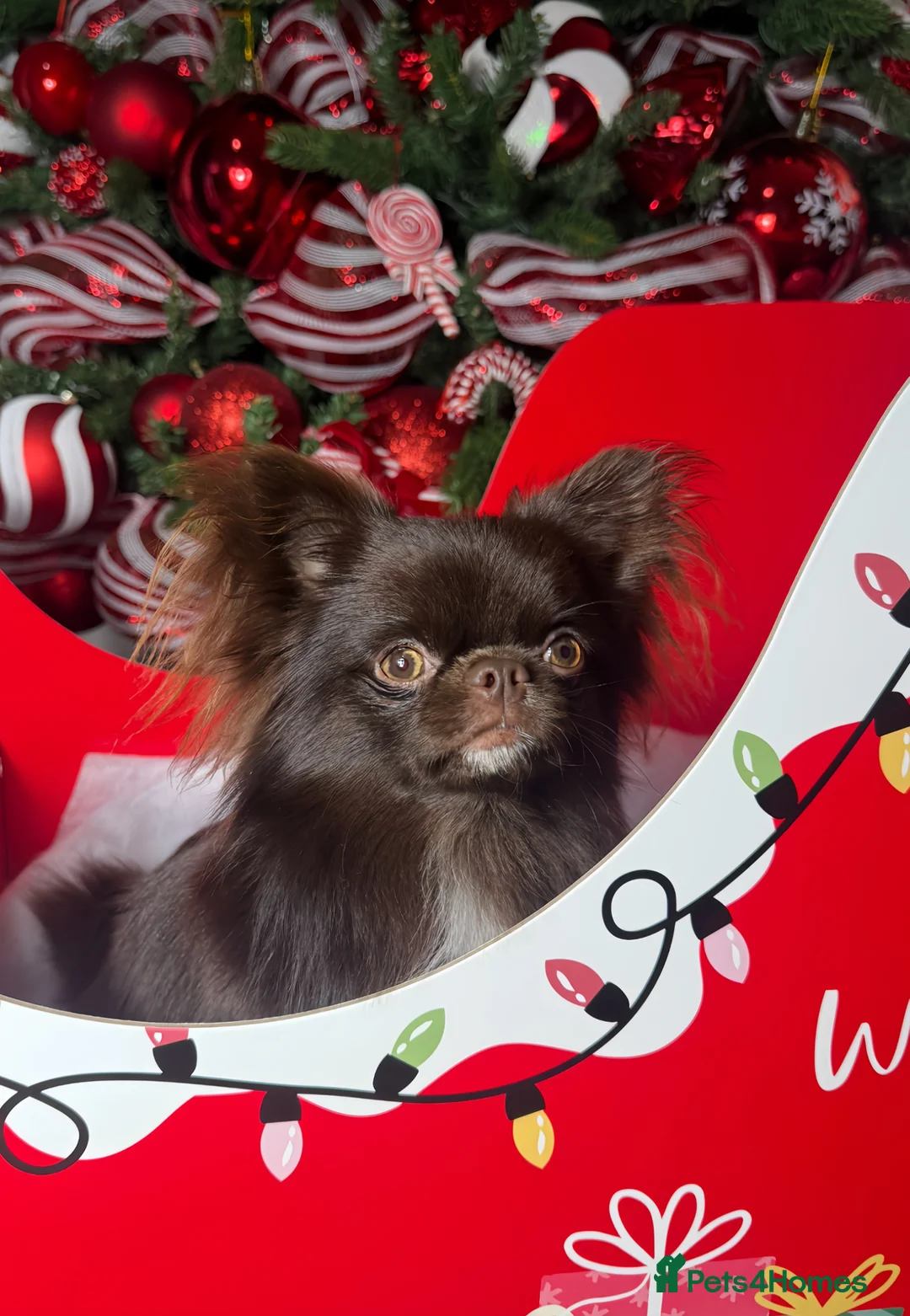 Chihuahua dogs for stud: Doll face chihuahua stud - Advert 2