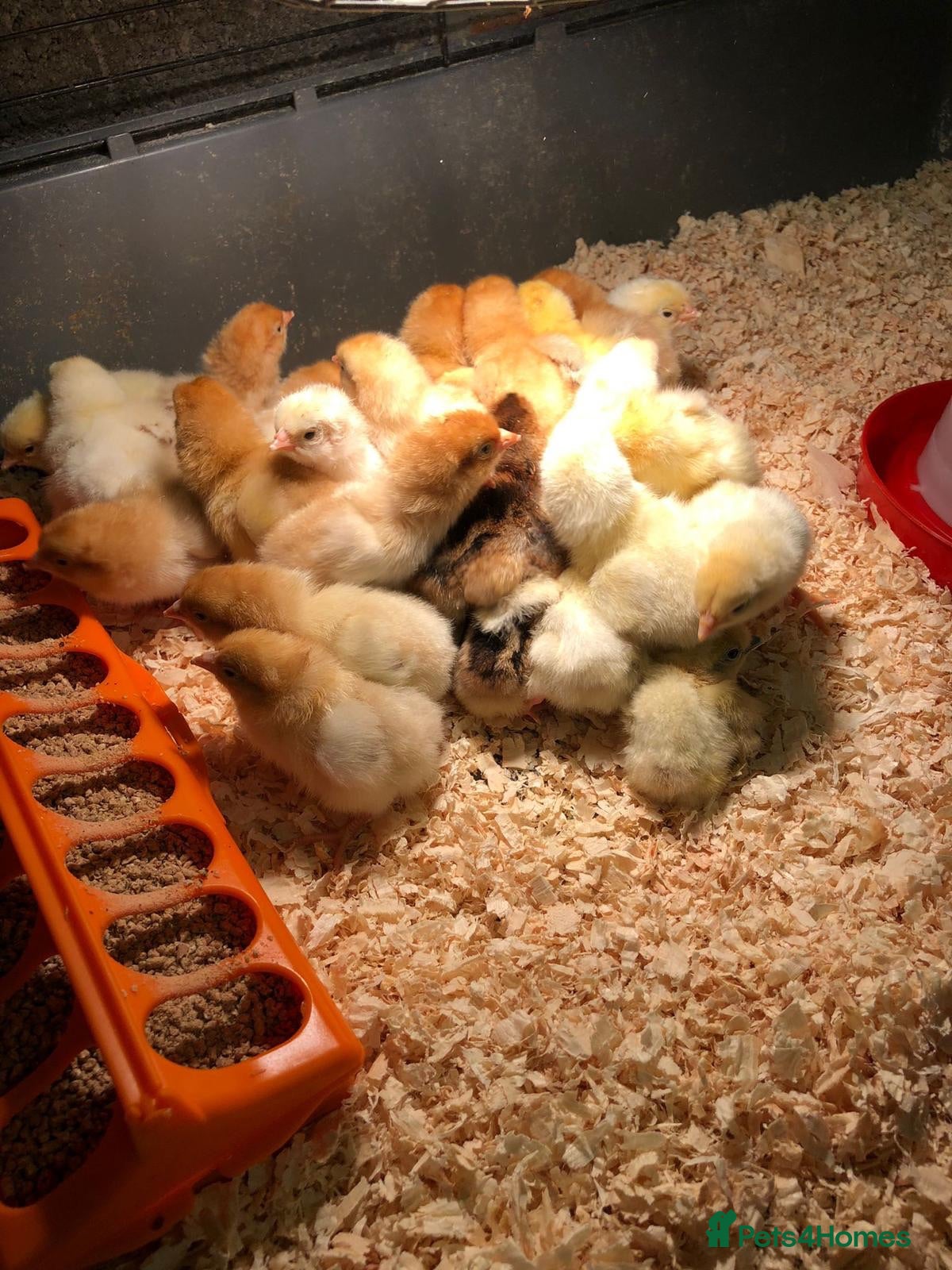 Chickens poultry Day Old Chicks - Advert 4