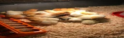 Chickens poultry for sale: Day Old Chicks - Advert 1