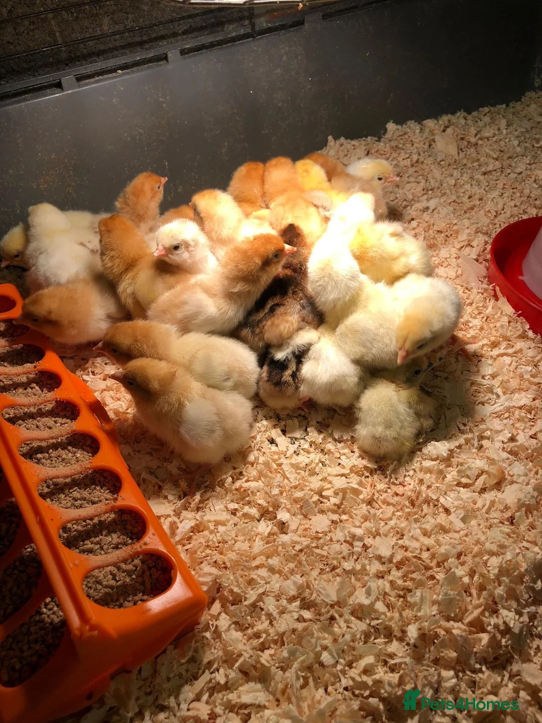 Chickens poultry for sale: Day Old Chicks - Advert 1