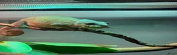 Chameleon reptiles for sale: Female Panther Chameleon - Advert 5