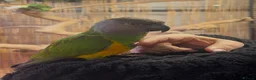 Parrots birds for sale: Hand reared Senegal Parrot  - Advert 2