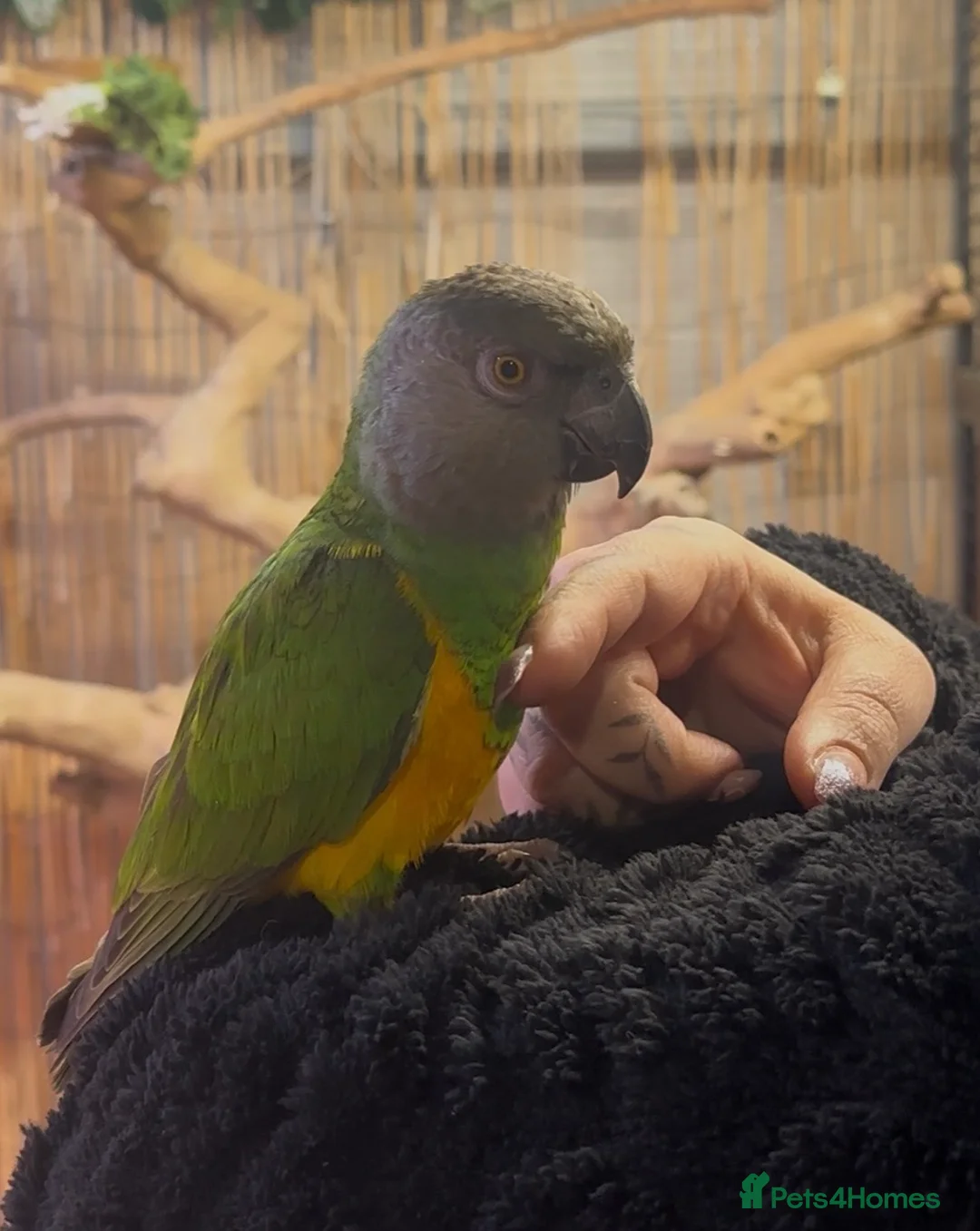 Parrots birds for sale: Hand reared Senegal Parrot  - Advert 2