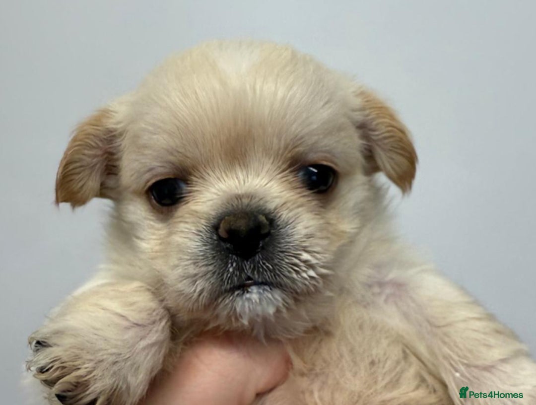 Mixed Breed dogs for sale: 🐾 Adorable Puppies Ready for Forever Homes 🐾 - Advert 2