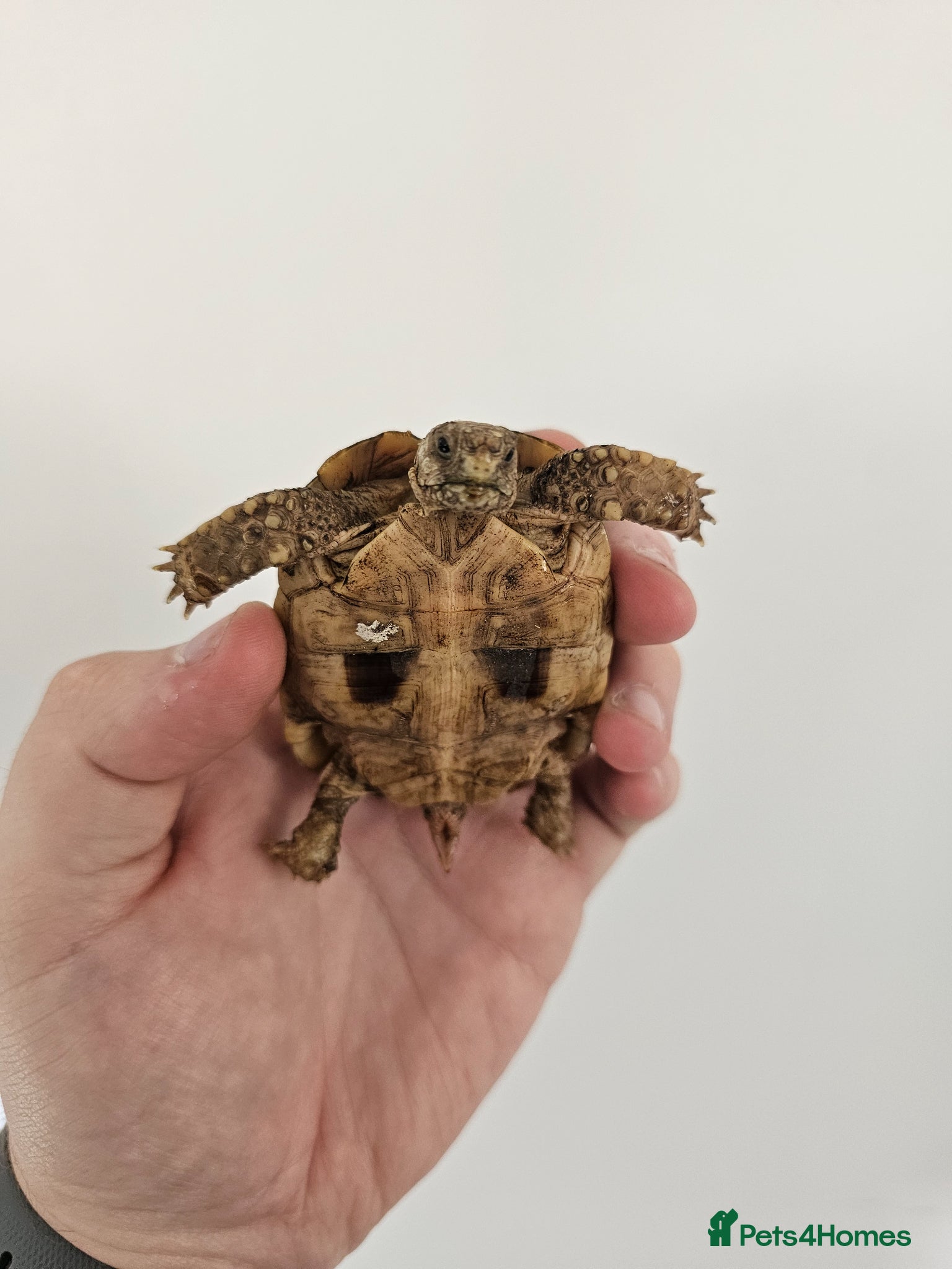 Tortoise reptiles for sale: Egyptian Tortoise - Advert 1