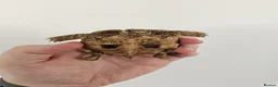 Tortoise reptiles for sale: Egyptian Tortoise - Advert 1